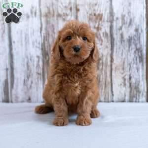 Harriet, Mini Labradoodle Puppy